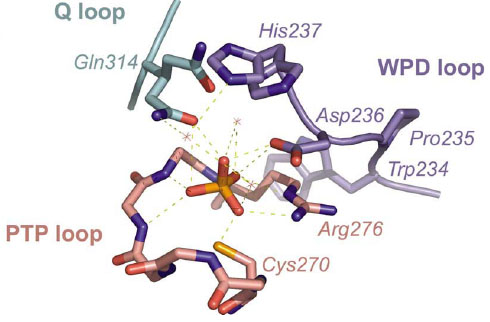 Multiple conformations of HePTP active site residues