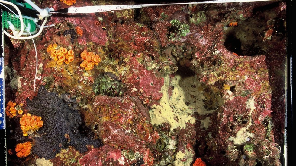 Colorful patch of coral in 2000